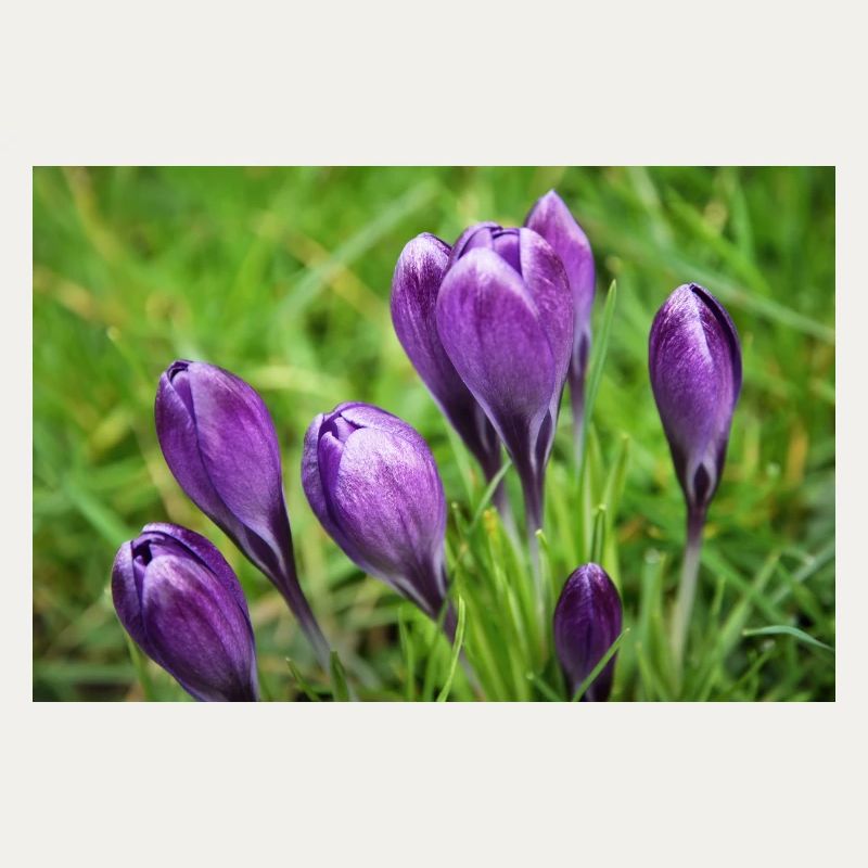 Grappe de crocus violet dans le jardin de printemps