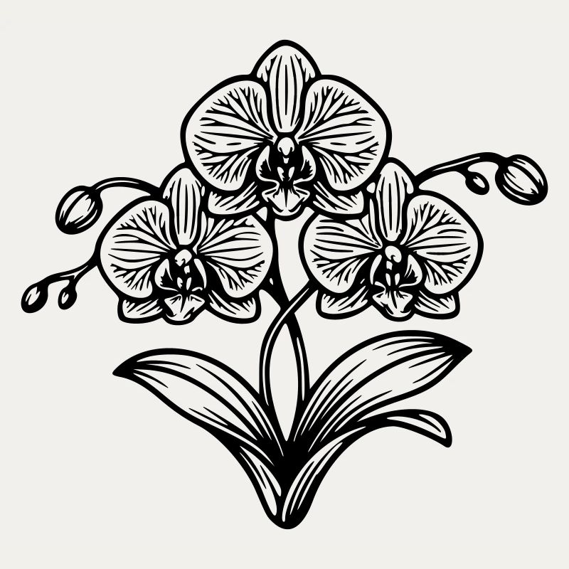 Orchidee