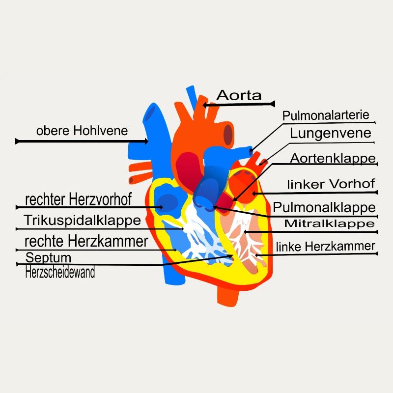 Anatomisches Herz, Cor,