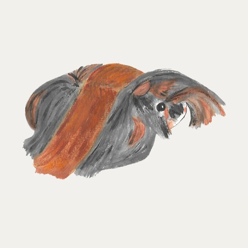 Peruvian guinea pig