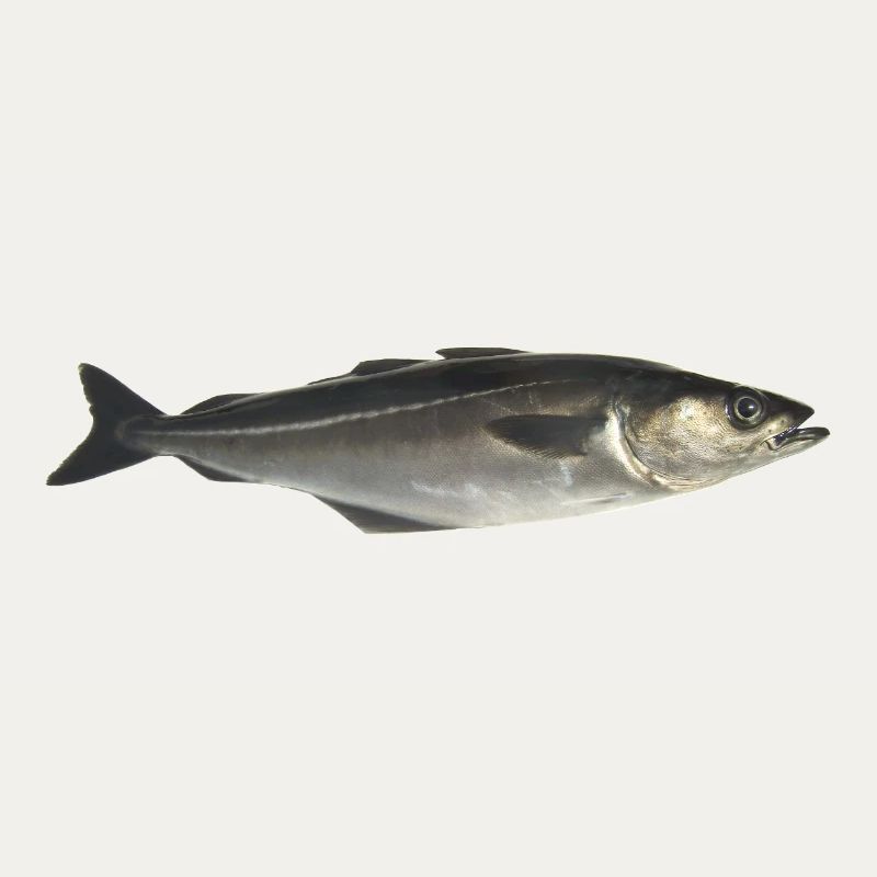 poisson