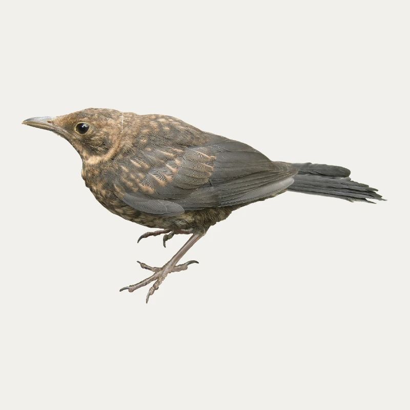 Blackbird Young Bird
