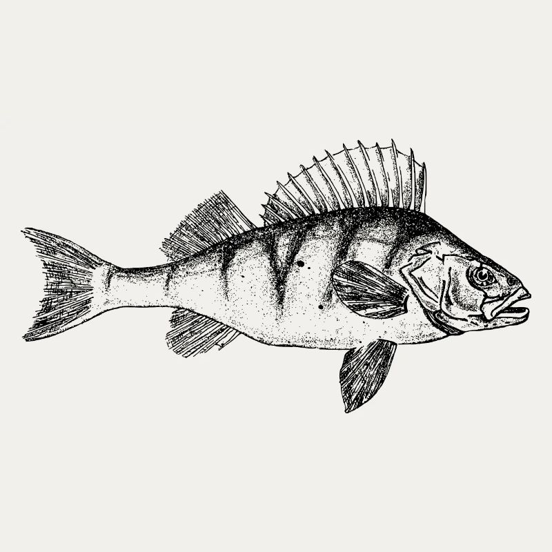 Barsch Perch Motiv