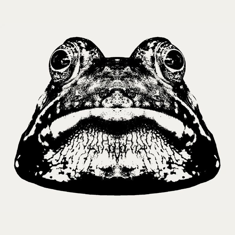 Frog / frog / graphic