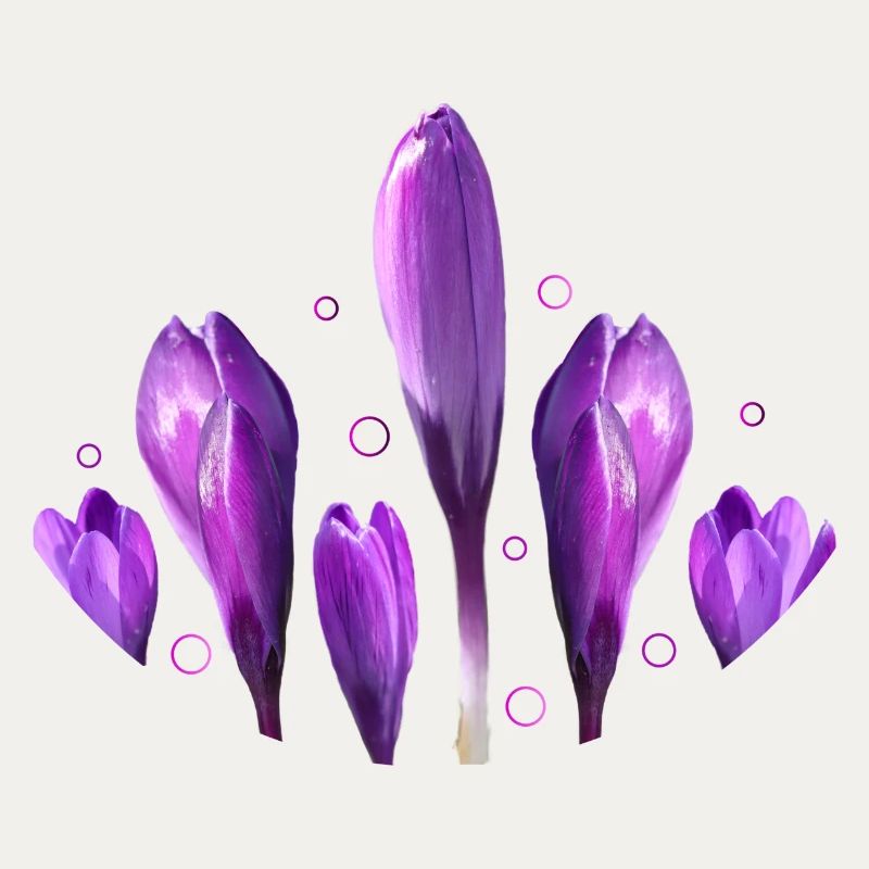 Crocus Printemps Printemps Début