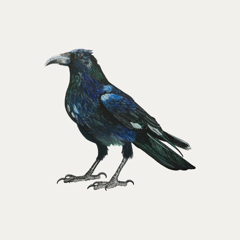 Raven crow with slightly bluish green feathers