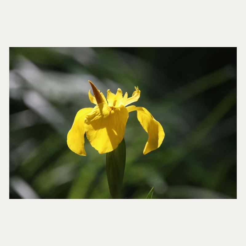 Iris Lily Fleur Jaune