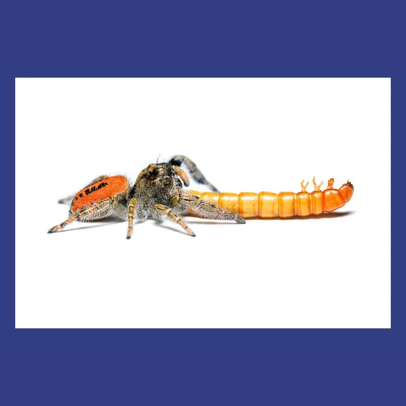 Araignée sauteuse Phidippus texanus araignée sauteuse