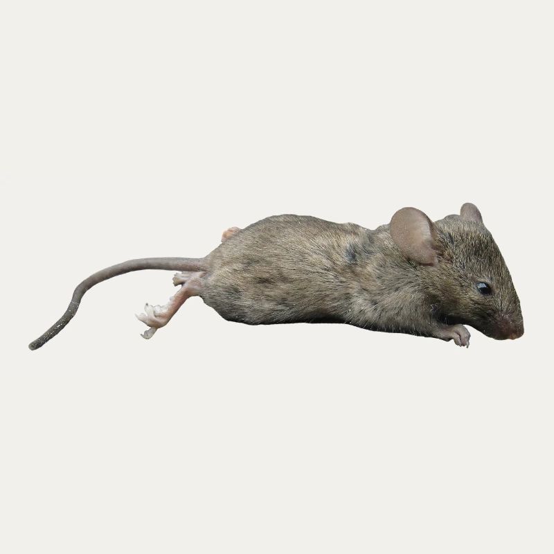 Souris