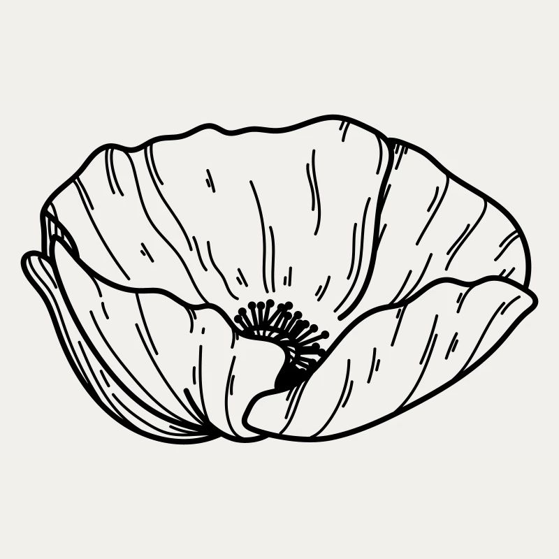 Mohn Blume