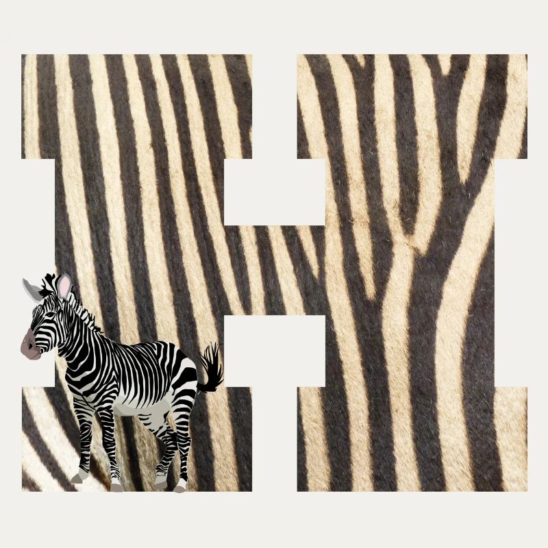 zebra h