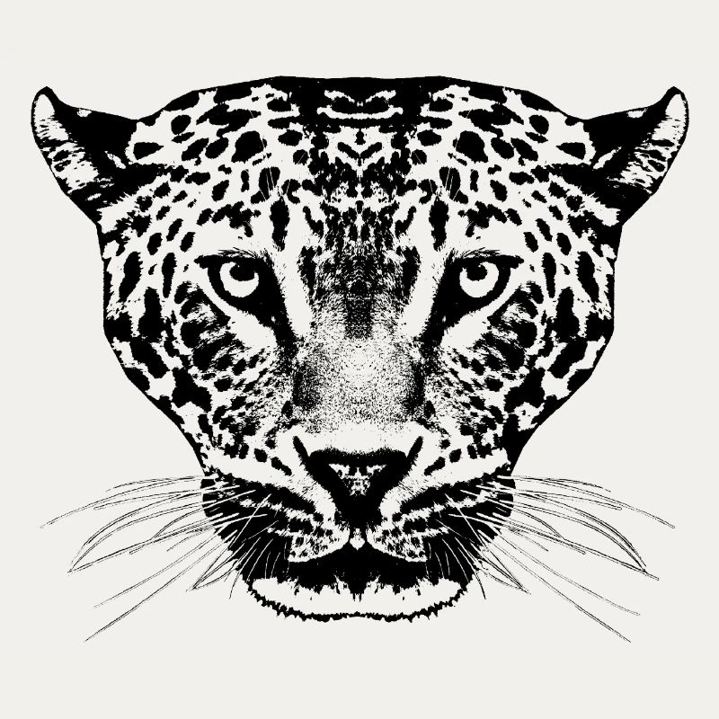 Leopard / Head