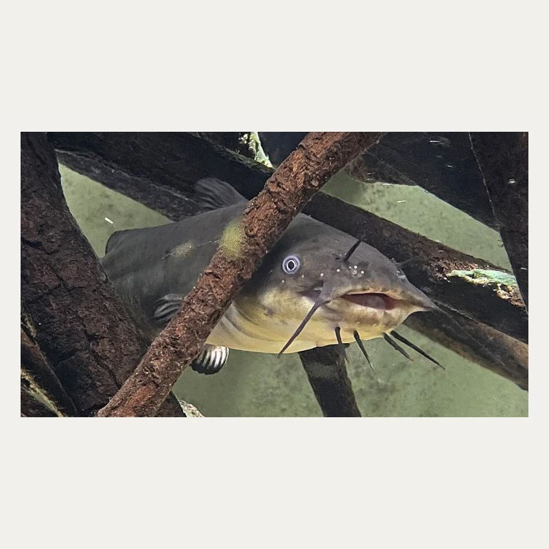 poisson chat aeiurus melas siluriforme xl