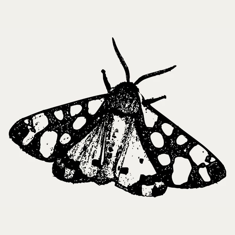 Moth Butterfly Insect
