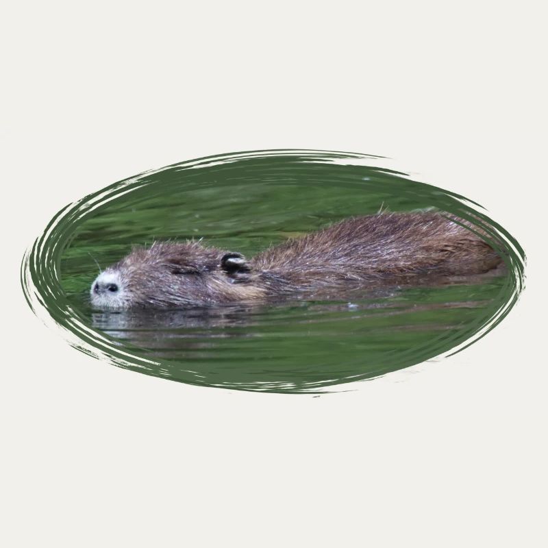 Nutria Biber Biberratte Wasserratte