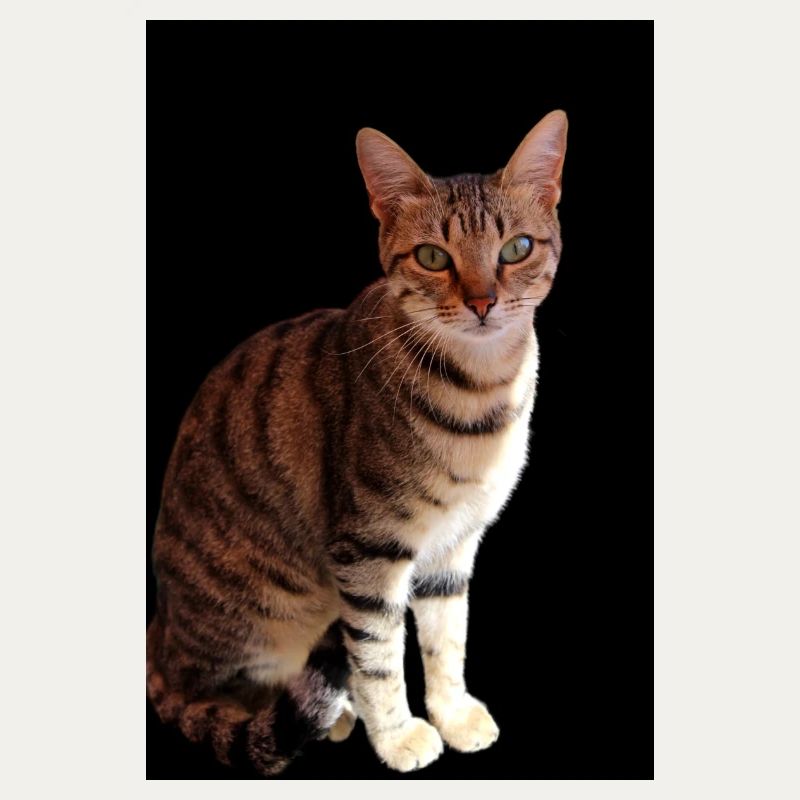 Katze Katze süßes Kätzchen