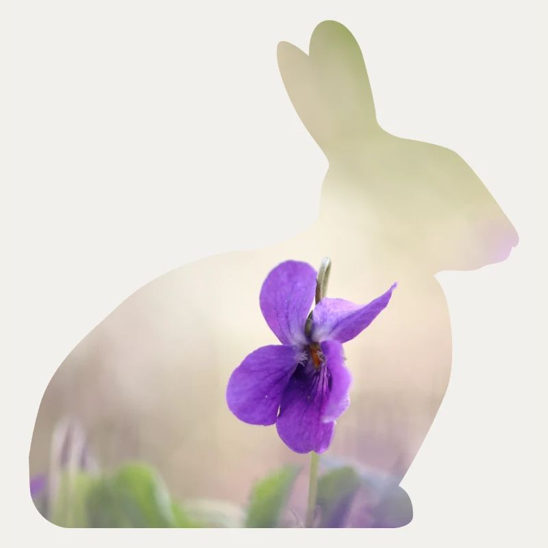 Rabbit Rabbit