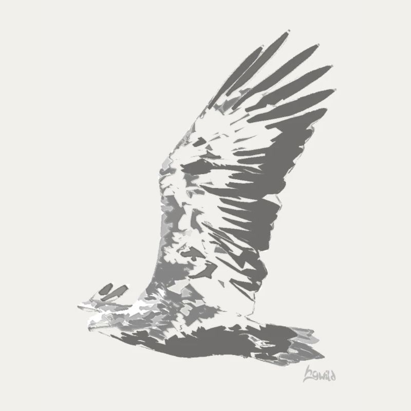 HGWild - White-tailed Eagle