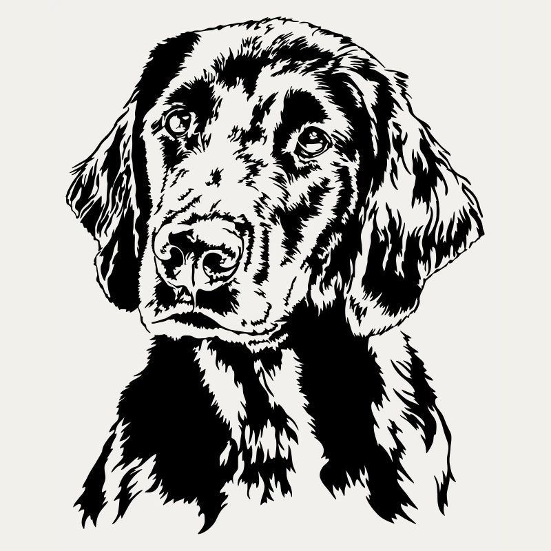 FLAT COATED RETRIEVER chiens chien chien de chasse Wilsigns