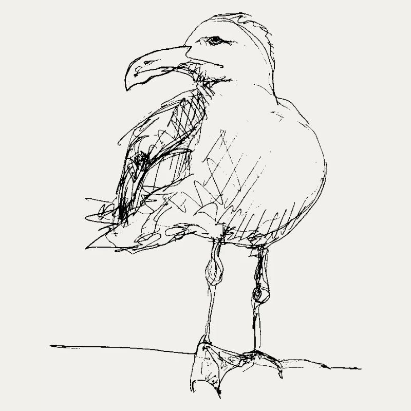 Möwe