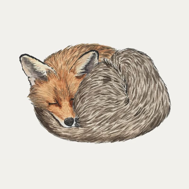 sleeping curled red fox