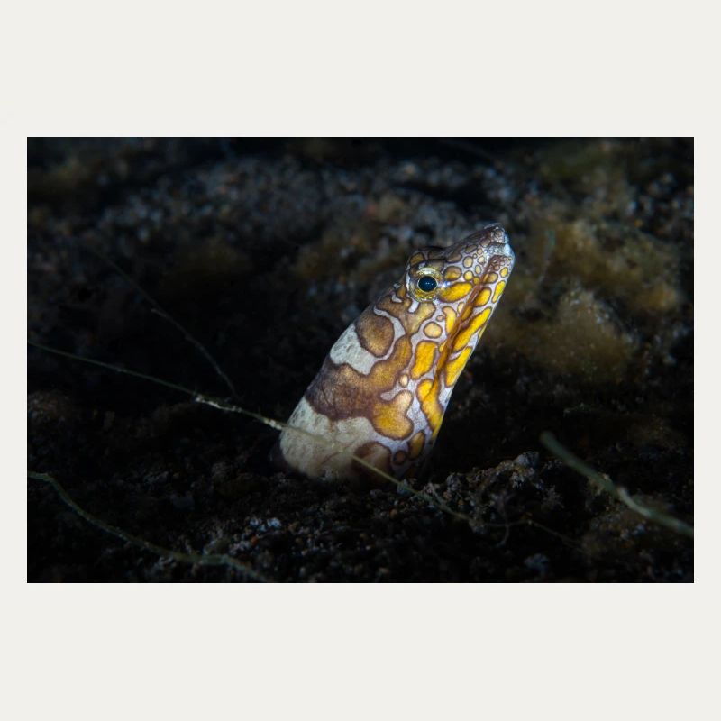 Napoleon snakes eel