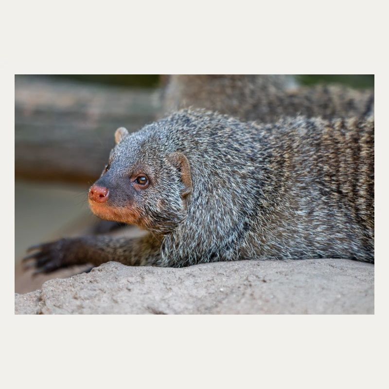 Gebänderte Manguste oder Zebramanguste Zebramanguste