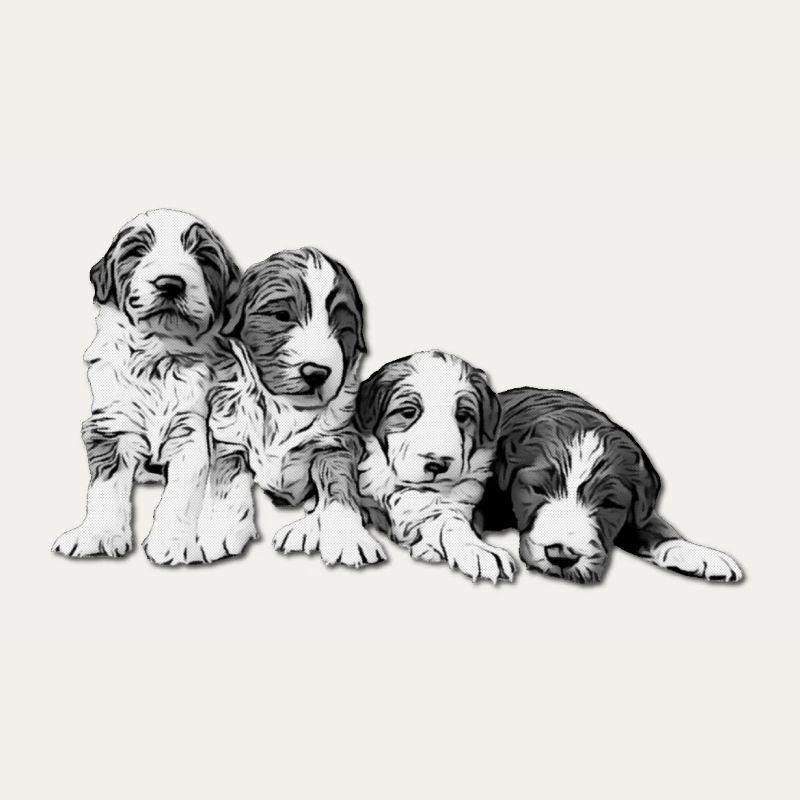 four puppies