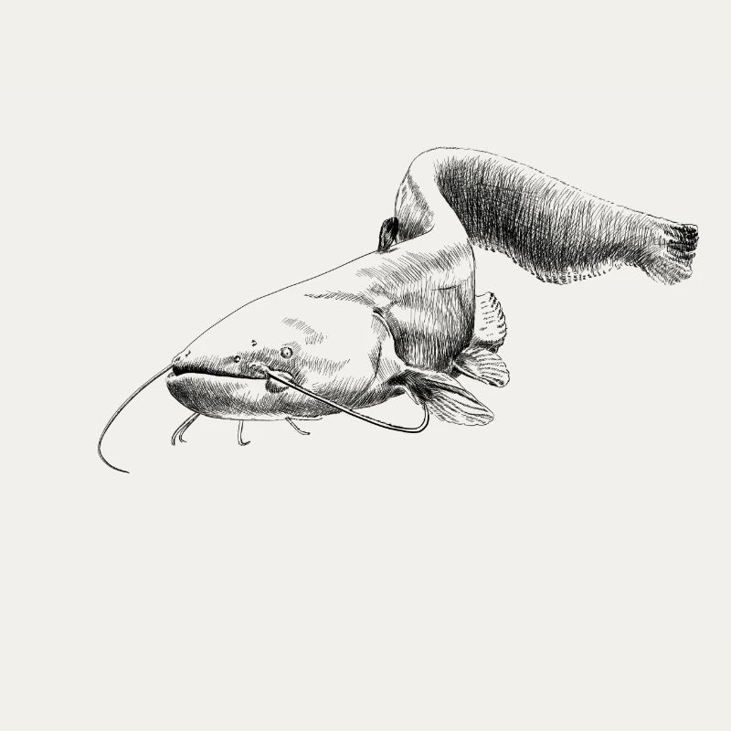 catfish