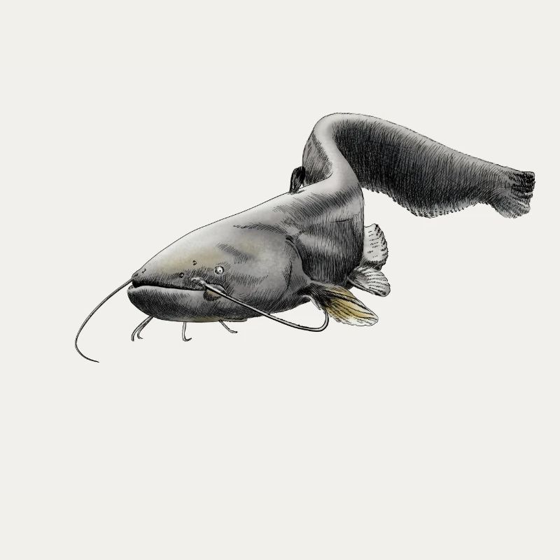 catfish