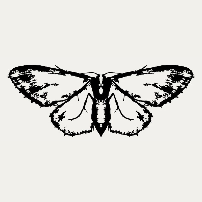 Moth / Butterfly / Moth