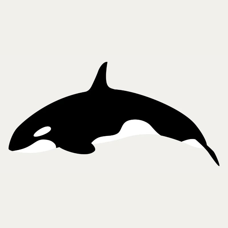 Orca Wal springender Orca Wal von der Seite