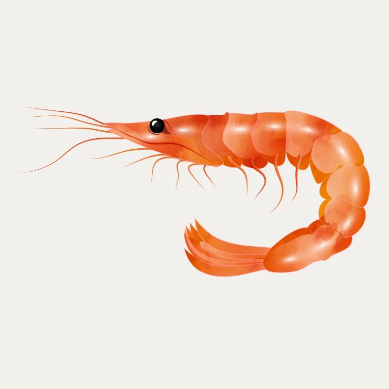 rosarote Garnele oder Shrimp von Hand gezeichnet
