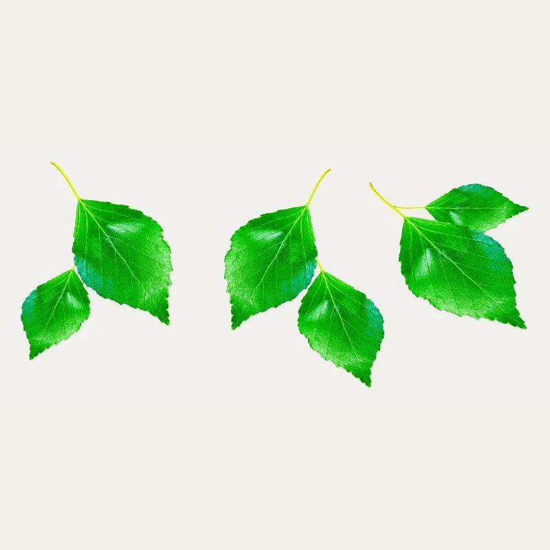 BIRCH ||