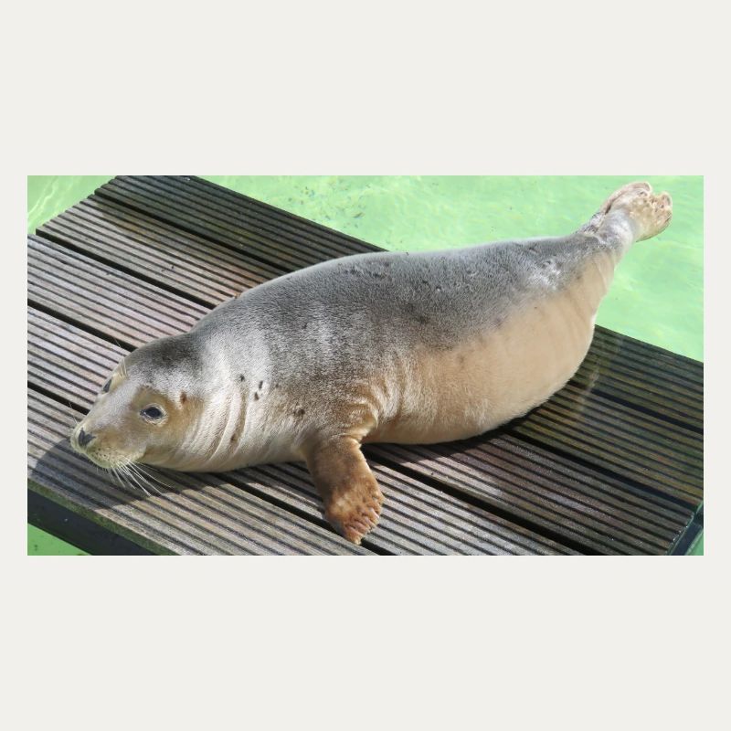 Bébé phoque à Texel