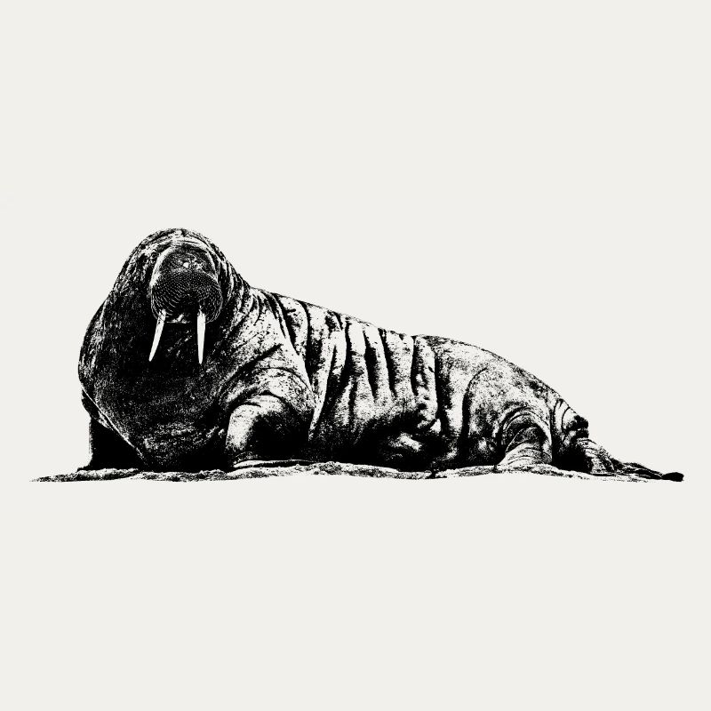Walrus Graphic
