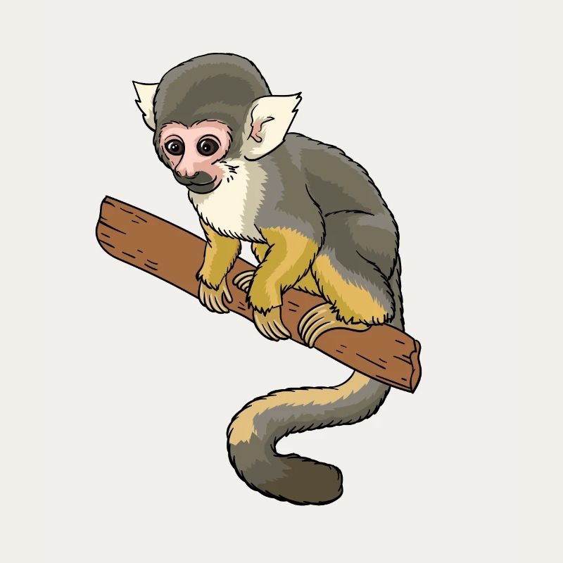 Squirrel monkey squirrel monkey primate