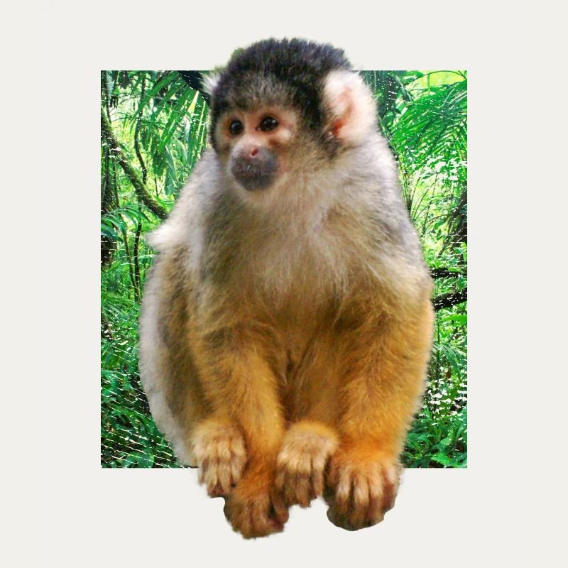 Squirrel monkey squirrel monkey