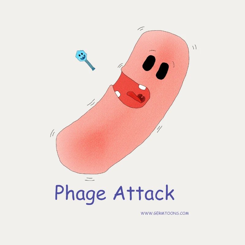 Attaque du phage - Bactéries et bactériophages