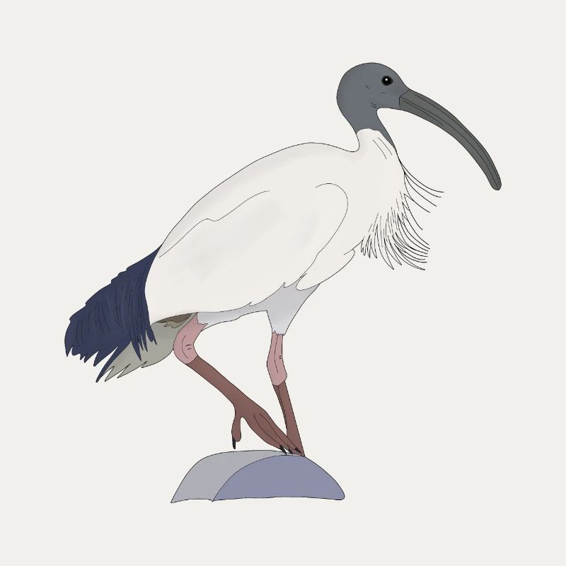 Ibis Bin Bird