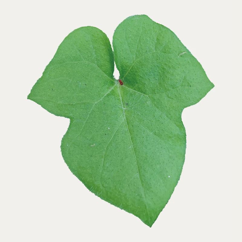 Green_Leaf_-_Tiny_Red_Spider