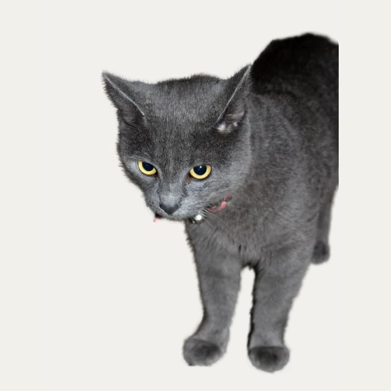 Chat noir gris