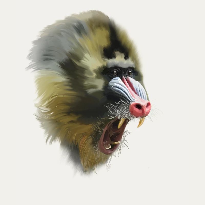 mandrill