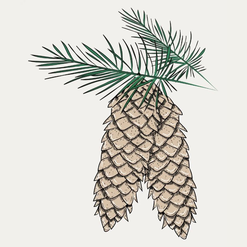 two pine cones on fir branches