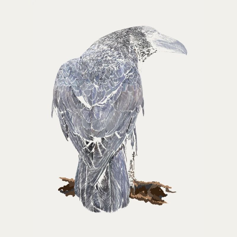 Crow