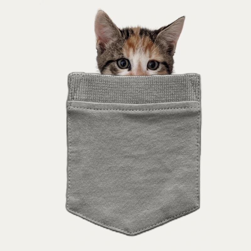 Katze in der Tasche - Ein Kätzchen blickt durch