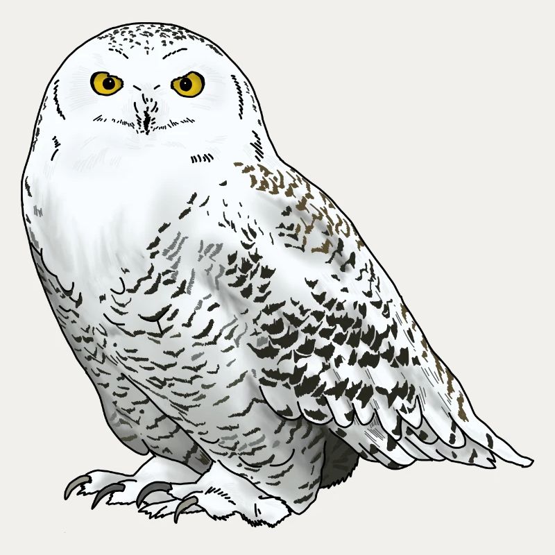 Snowy owl white