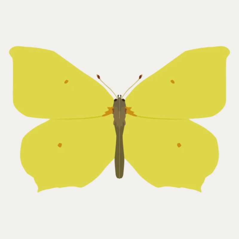 Papillons : Le papillon citron