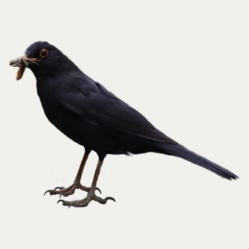 Amsel Vogel schwarzer Vogel