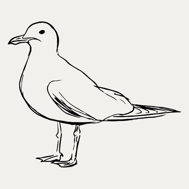 Möwe